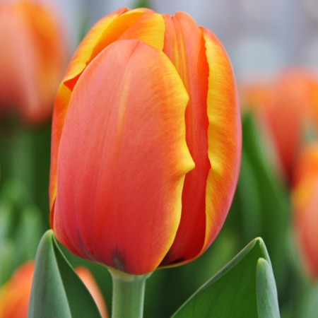 Tulip Darwin Hybrid Trippple, rr 12+, 3 pcs, economy, autumn 2024