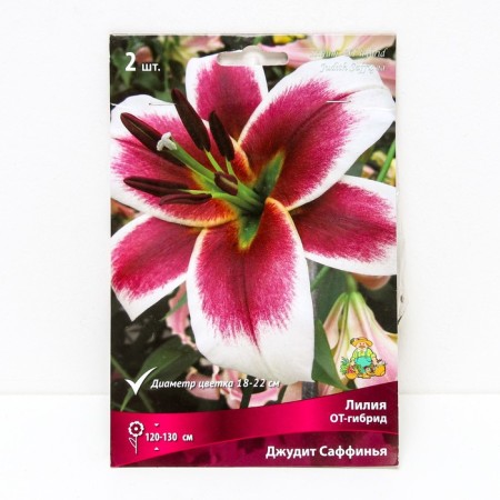 Lilies from hybrids Judith Suffinya, 14/16 rr, 2 pcs. 120 h (cm), autumn 2024