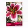 Lilies from hybrids Judith Suffinya, 14/16 rr, 2 pcs. 120 h (cm), autumn 2024