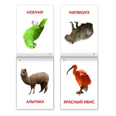 Books Set “Doman Cards. Animals of the continents ”, 6 pcs. 20 p.-5