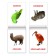 Books Set “Doman Cards. Animals of the continents ”, 6 pcs. 20 p.
