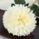 Artificial flowers "chrysanthemum" 9x48 cm, white