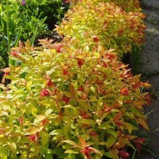 Sage of Spirea Faerlyite, P9 pot, summer 2024