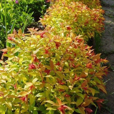 Sage of Spirea Faerlyite, P9 pot, summer 2024