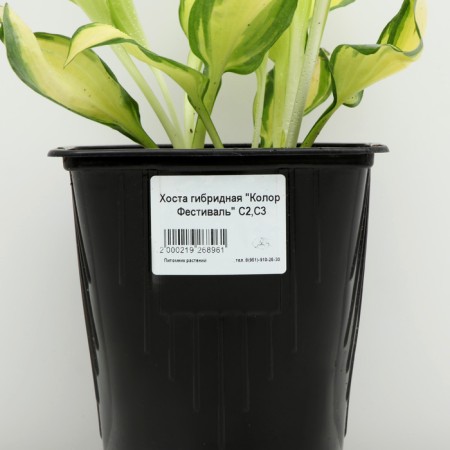 Hybrid Khosta "Color Festival", pot C3, 1 pc, spring 2024-3