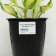 Hybrid Khosta "Color Festival", pot C3, 1 pc, spring 2024