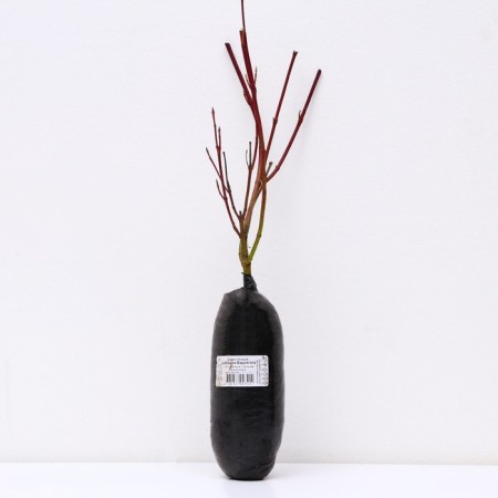 Deren White "Siberik Variegat", 1 pc, tube, spring 2025-2