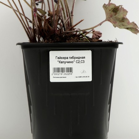 Gabiger Heikher "Kapuchino", pot C3, 1 pc, spring 2024-3