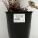 Gabiger Heikher "Kapuchino", pot C3, 1 pc, spring 2024