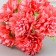 Flowers for decorating "Astra coral" 1 bouquet = 6 colors 10 cm