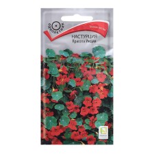 Seeds of flowers nasturtium 