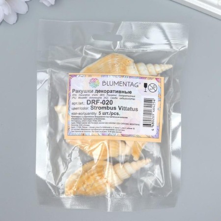Decorative shells "Strombus vittatus" 5 pcs-2