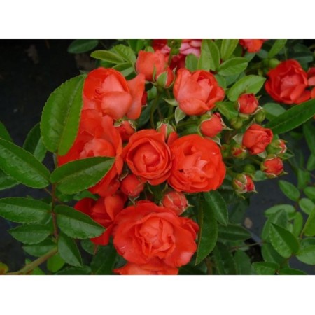 Rose groundcover miniature Orinj, C3.5 pot, H15-25, 1 pc, summer 2024