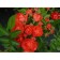 Rose groundcover miniature Orinj, C3.5 pot, H15-25, 1 pc, summer 2024