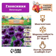 Gloxinia 