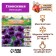 Gloxinia "Violacea", rr 5/6, 2 pcs