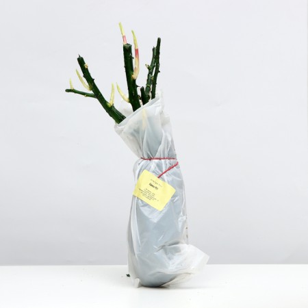 Saphenet Rose Camer Spring 2024, 1 pc.-2