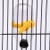 Drill for rodents, 60 ml, transparent with yellow mount