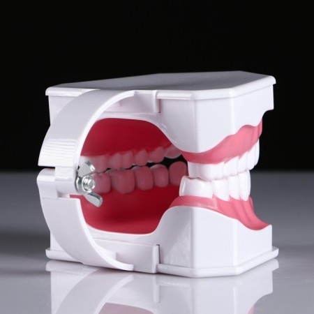Model "Human Jaw" 12*9cm-4
