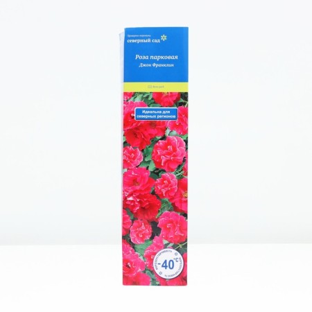 Sahenian Rose Canadian Park "John Franklin", tube, 1 pc, spring 2025-1