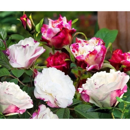 Seedling rose Canadian Park "Louise Bagnet", tube, 1 pc, spring 2025