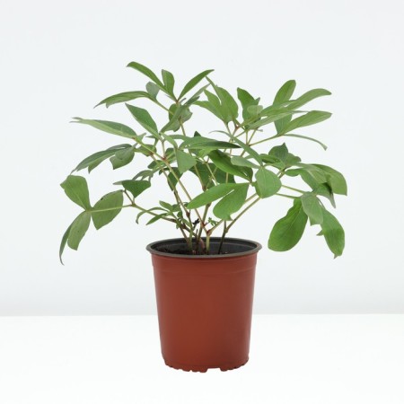 PION Milk -flowered sweat 16, pot C3, 1 pc, summer 2024-1
