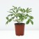 PION Milk -flowered sweat 16, pot C3, 1 pc, summer 2024