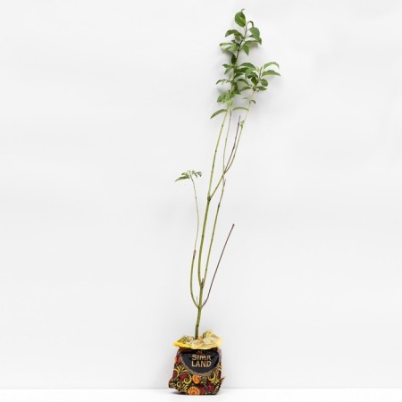 Sahenian Deren Flaviramaa, P9 pot, summer 2024
