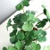 Bonsai in the pot "Painting Pelargonium Lux" (soft sheet) 9x6 cm, mix