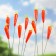 Set of plugs "carrot" 10pcs, 3cm, length 25cm