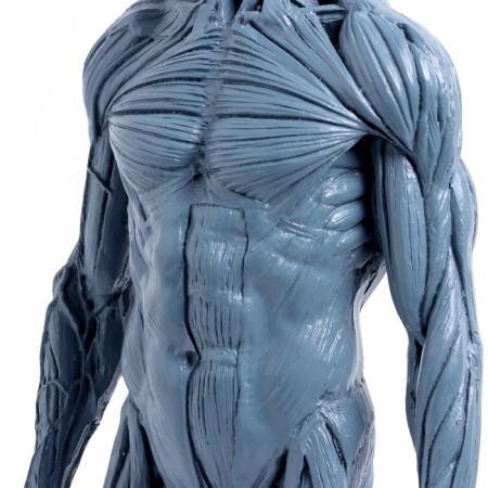 Model "Human Body" 29cm-5