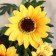 Artificial flowers "sunflower" 9x80 cm