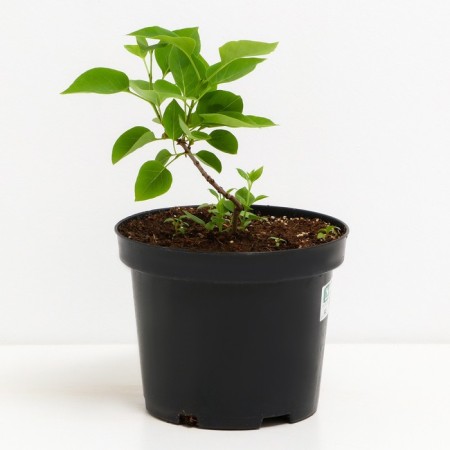 Lilac ordinary memory of Kolesnikov, C3 pot, H10-50 height, 1 pc, summer 2024-1
