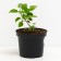 Lilac ordinary memory of Kolesnikov, C3 pot, H10-50 height, 1 pc, summer 2024