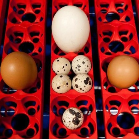 Incubator, for 12 eggs, automatic coup, 120 in-4