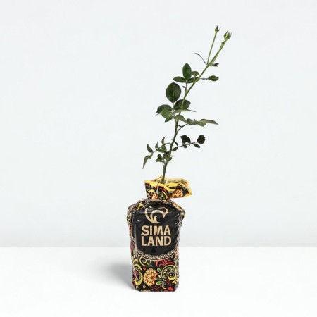 Seedling Rosa Unfordetable, tea-hybrid, pot 2 l., Summer 2024