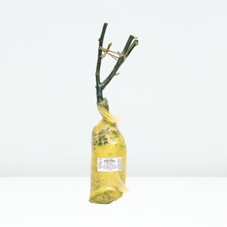 Seedling rose spray "fire flash", tube, 1 pc, spring 2025-2