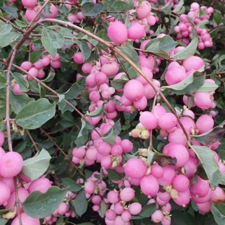 Dorenboza Snowman Snowman "Magical Winterberry", pot P9, Summer 2024
