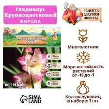 Гладиолус Крупноцветковый "Gerona", р-р 8/10, 7 шт ,