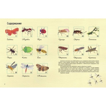 Insects. An amazing little world. Grimaldi P.-1