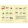Insects. An amazing little world. Grimaldi P.