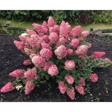 Saphenet Hydrangea 