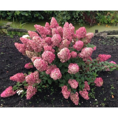 Saphenet Hydrangea "Pan. Sundae Fraise", pot C3.5, autumn 2024