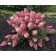 Saphenet Hydrangea "Pan. Sundae Fraise", pot C3.5, autumn 2024