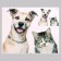 Stick 3D Interior pets 50*40cm