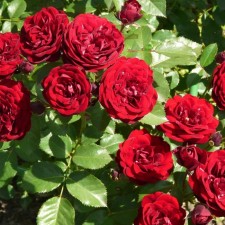 Seedling rose 
