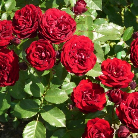 Seedling rose "lavaglut", tube, spring 2025