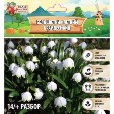 White -flowered summer braidsmai, 14/+, 5 pcs, autumn 2024