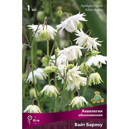 Aquilegia "Ordinary White Barlow", 1 pc, rr I, spring 2024-2