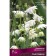 Aquilegia "Ordinary White Barlow", 1 pc, rr I, spring 2024